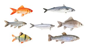 Fish Collection 3D