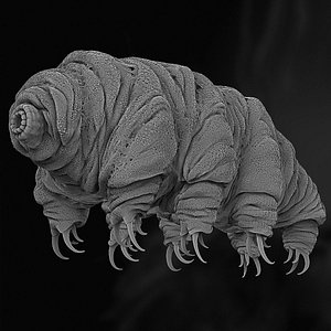 Tardigrade water bear Realistic
