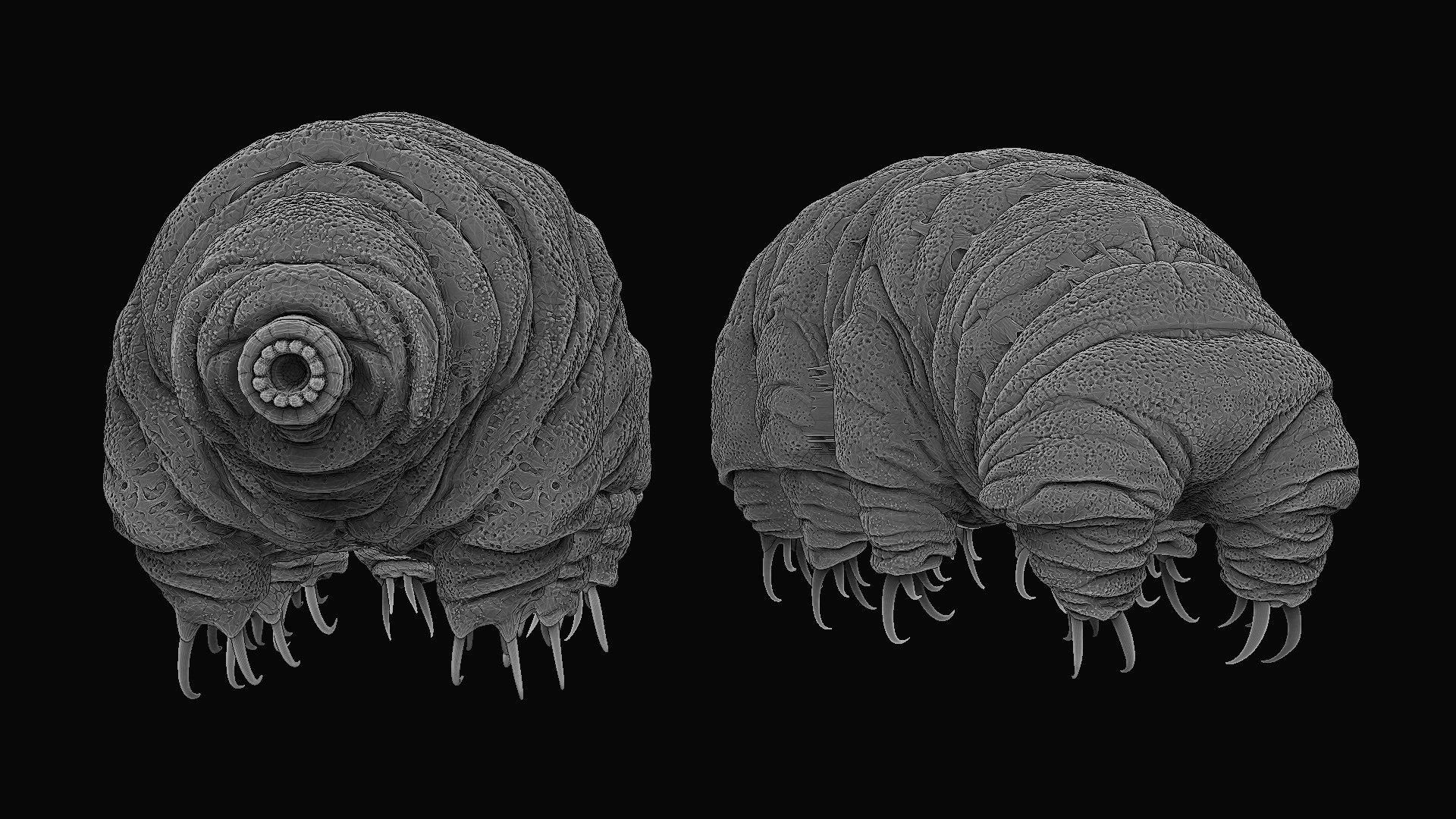 Tardigrade water bear Realistic 3D model - TurboSquid 2079021