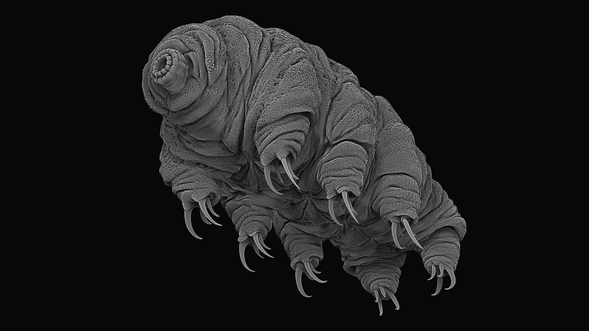 Tardigrade Water Bear Realistic 3D Model - TurboSquid 2079021