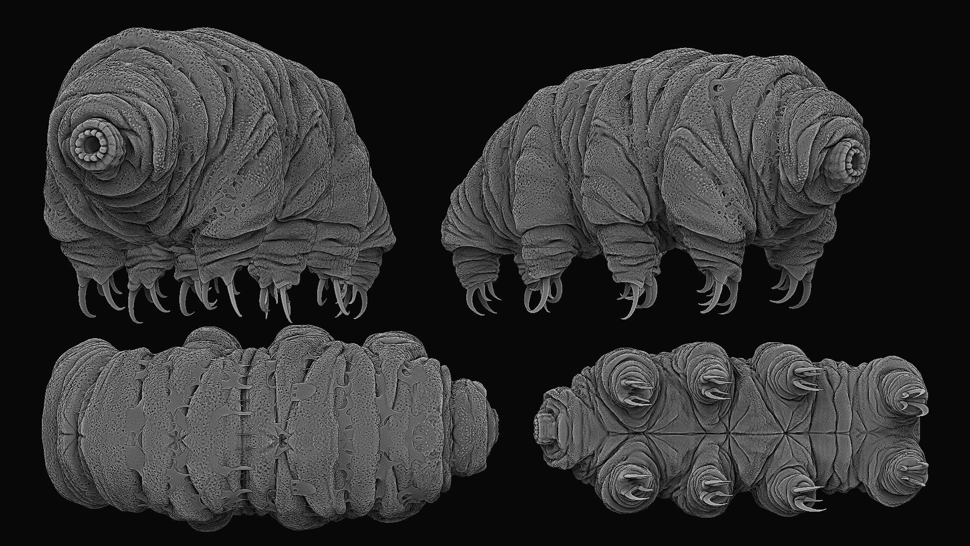 Tardigrade Water Bear Realistic 3D Model - TurboSquid 2079021