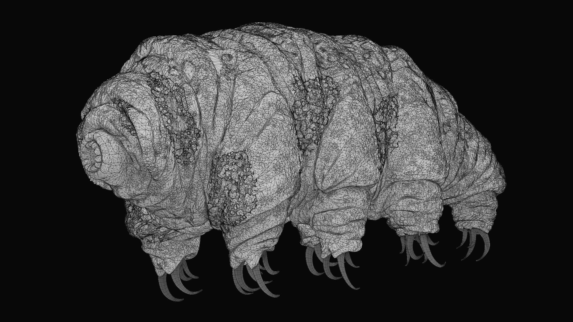 Tardigrade Water Bear Realistic 3D Model - TurboSquid 2079021