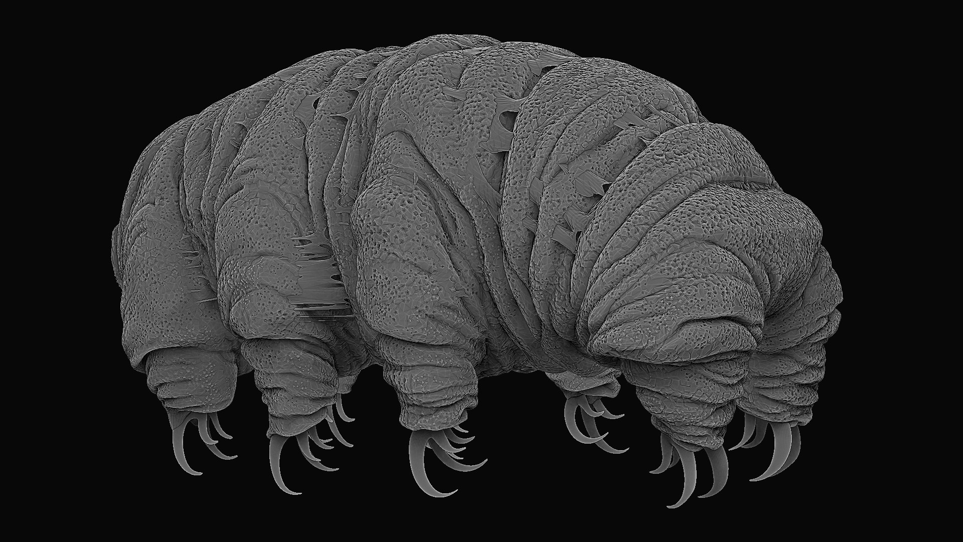 Tardigrade Water Bear Realistic 3D Model - TurboSquid 2079021