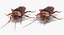 Maya용 조작된 크리핑 곤충 컬렉션 3