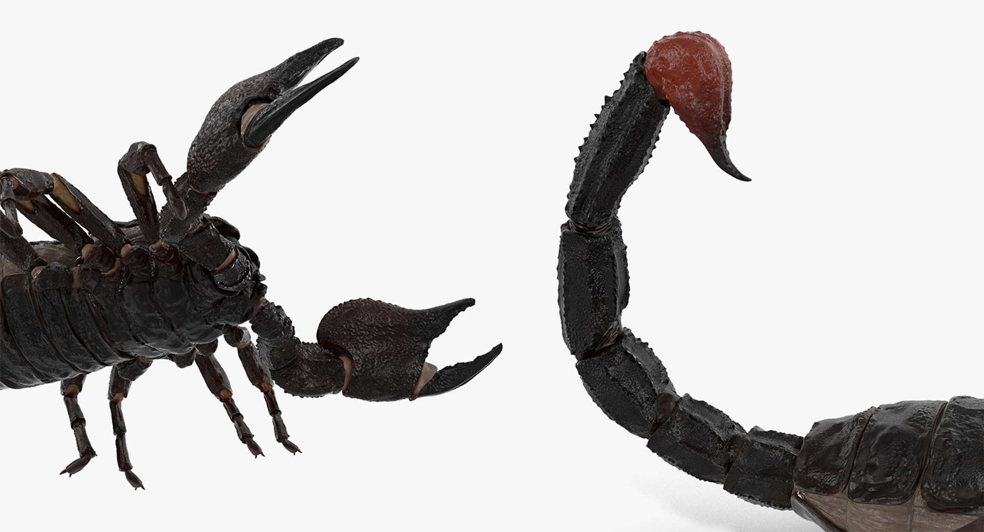 3D model Rigged Creeping Insects Collection 3 for Maya https://p.turbosquid.com/ts-thumb/iv/kprRms/GX/riggedcreepinginsectscollection3mb3dmodel027/jpg/1649709711/1920x1080/fit_q87/fedf77d468c1736c859361c782b55d59ddc36732/riggedcreepinginsectscollection3mb3dmodel027.jpg