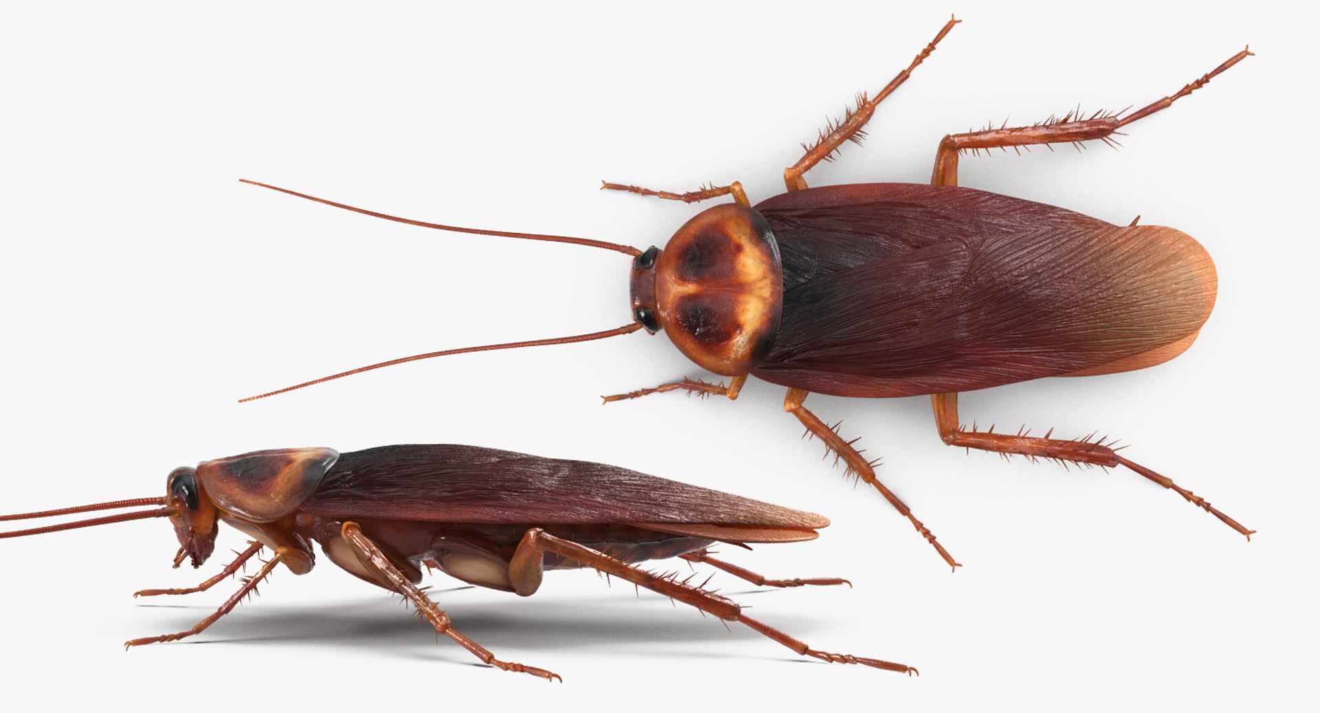 3D model Rigged Creeping Insects Collection 3 for Maya https://p.turbosquid.com/ts-thumb/iv/kprRms/Hy/riggedcreepinginsectscollection3mb3dmodel055/jpg/1649709798/1920x1080/fit_q87/35975baee21d397de2b4edb3307e5ab8b665729d/riggedcreepinginsectscollection3mb3dmodel055.jpg