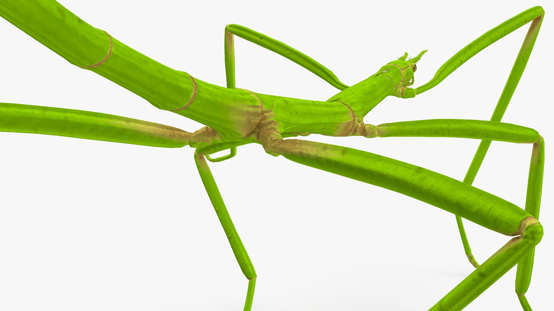 3D model Rigged Creeping Insects Collection 3 for Maya https://p.turbosquid.com/ts-thumb/iv/kprRms/NU/riggedcreepinginsectscollection3mb3dmodel039/jpg/1649709748/1920x1080/fit_q87/665bfc9beb8b884aabf8e8e5cc93a00aca0d5002/riggedcreepinginsectscollection3mb3dmodel039.jpg