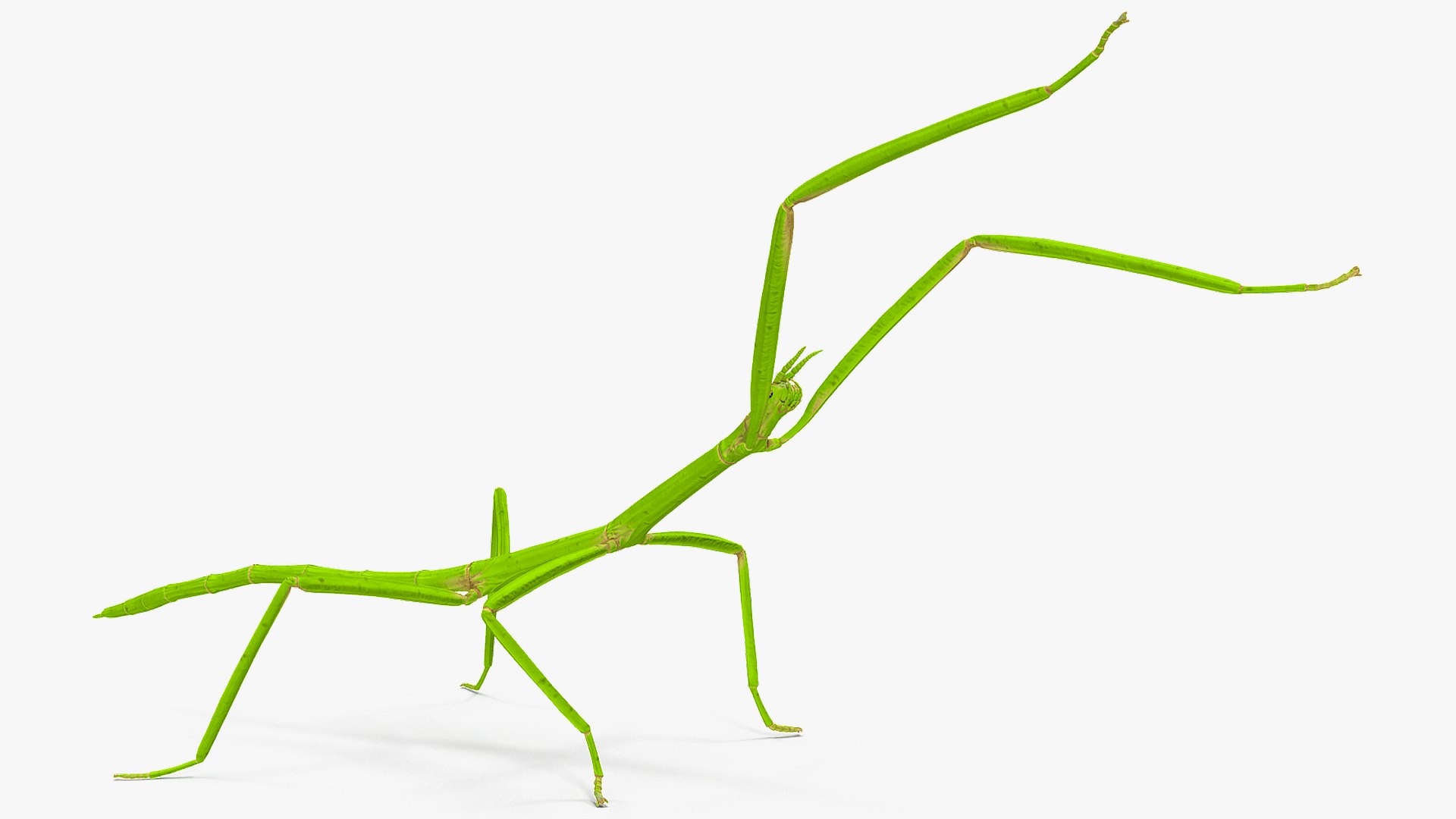 3D model Rigged Creeping Insects Collection 3 for Maya https://p.turbosquid.com/ts-thumb/iv/kprRms/Sm/riggedcreepinginsectscollection3mb3dmodel035/jpg/1649709736/1920x1080/fit_q87/e8d37190e111f8578534c2d7125f1292d4c40fe6/riggedcreepinginsectscollection3mb3dmodel035.jpg