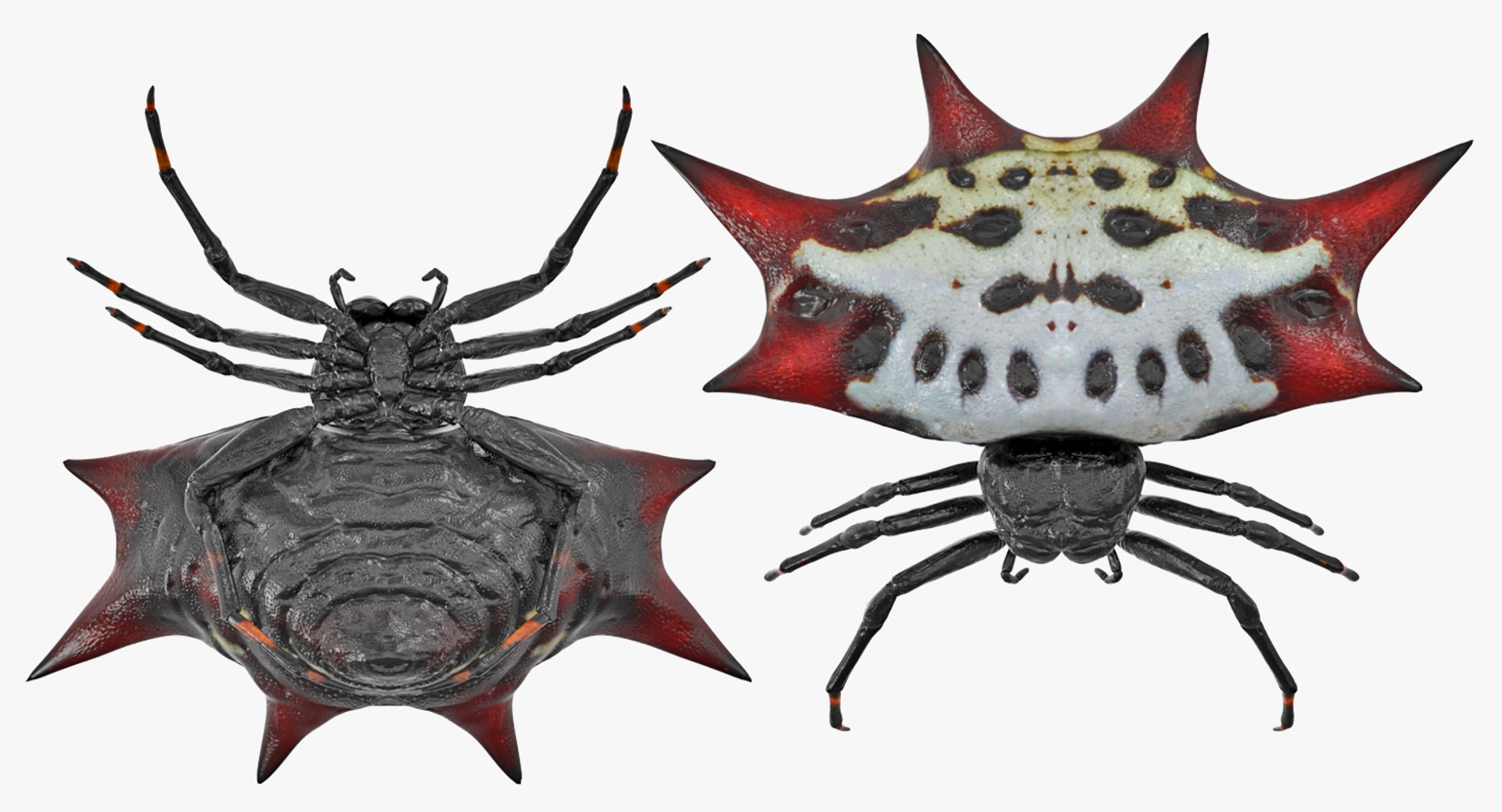 3D model Rigged Creeping Insects Collection 3 for Maya https://p.turbosquid.com/ts-thumb/iv/kprRms/c8/riggedcreepinginsectscollection3mb3dmodel078/jpg/1649709865/1920x1080/fit_q87/1e3e208e99674149463ede7e5a499cf6791d411e/riggedcreepinginsectscollection3mb3dmodel078.jpg