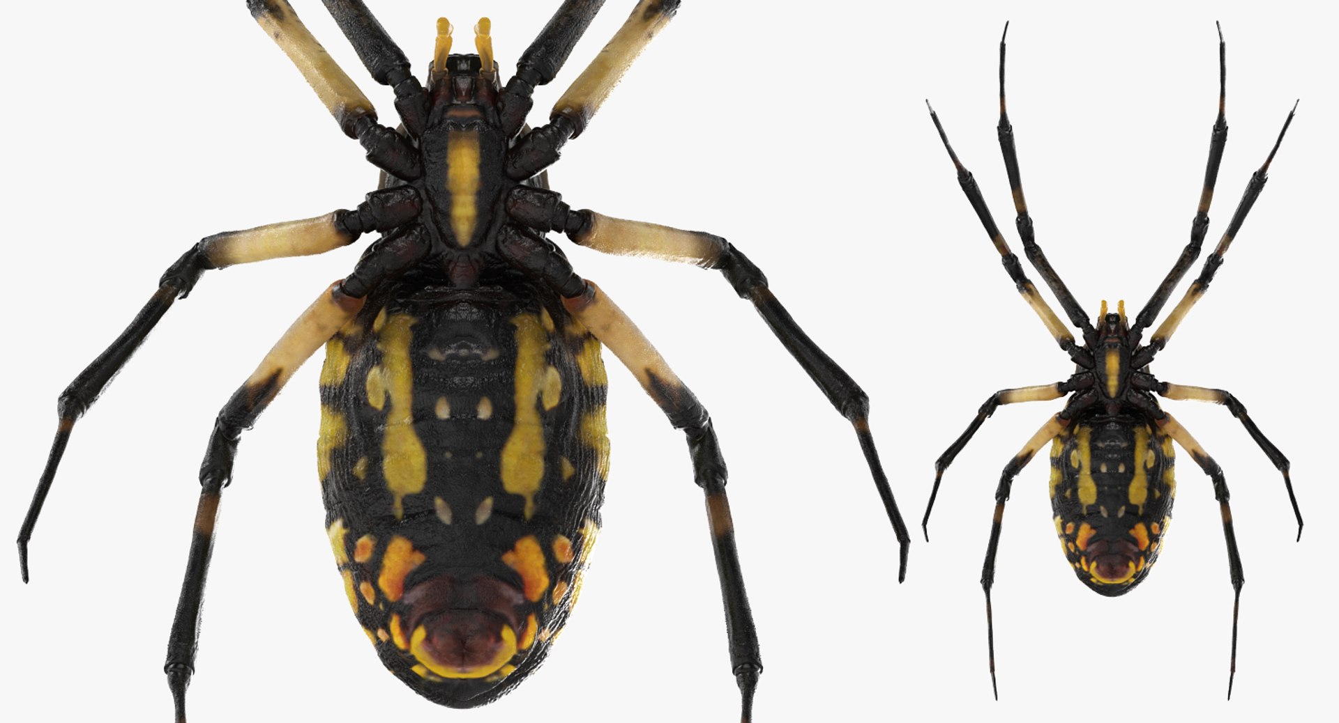 3D model Rigged Creeping Insects Collection 3 for Maya https://p.turbosquid.com/ts-thumb/iv/kprRms/cI/riggedcreepinginsectscollection3mb3dmodel069/jpg/1649709839/1920x1080/fit_q87/456ce5b3608eb55064dc2020bb26fe0972bf8b74/riggedcreepinginsectscollection3mb3dmodel069.jpg