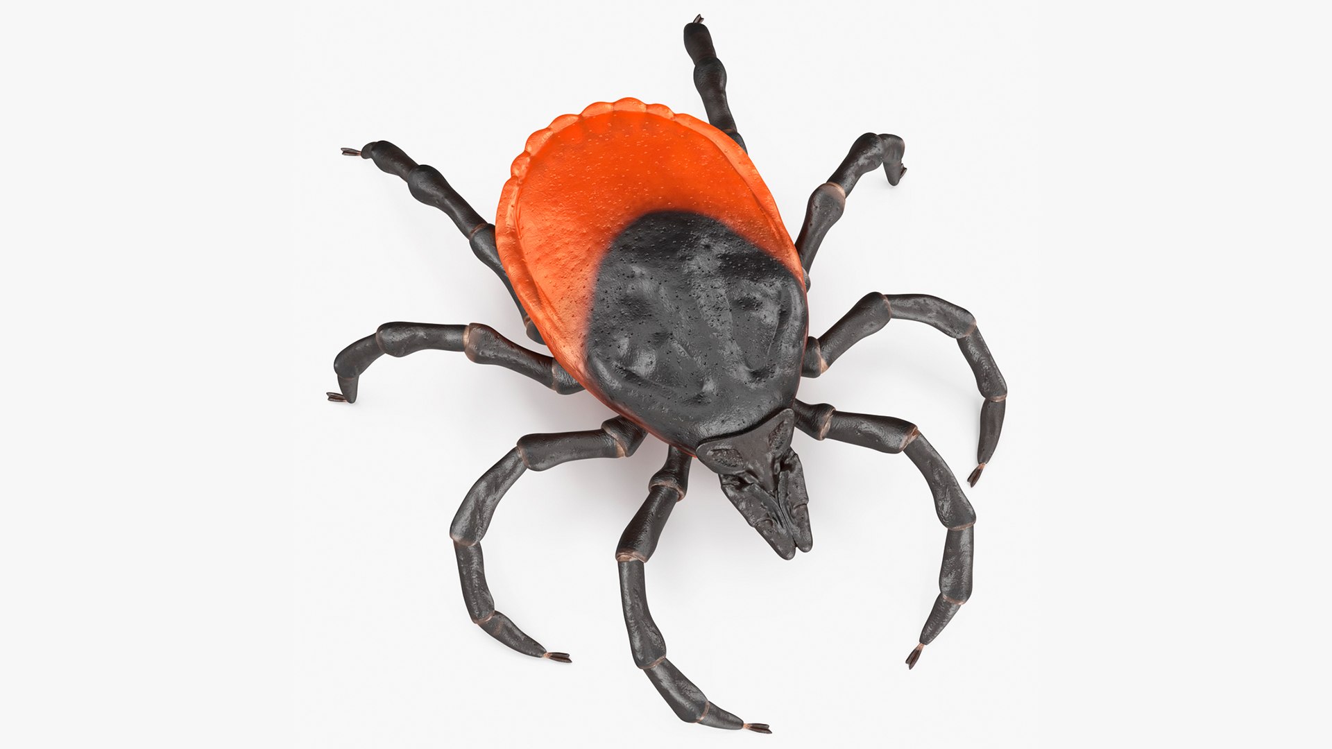 3D model Rigged Creeping Insects Collection 3 for Maya https://p.turbosquid.com/ts-thumb/iv/kprRms/eb/riggedcreepinginsectscollection3mb3dmodel002/jpg/1649709636/1920x1080/fit_q87/8c8d768eadffc997bcf2ff30eca31b346eb87593/riggedcreepinginsectscollection3mb3dmodel002.jpg