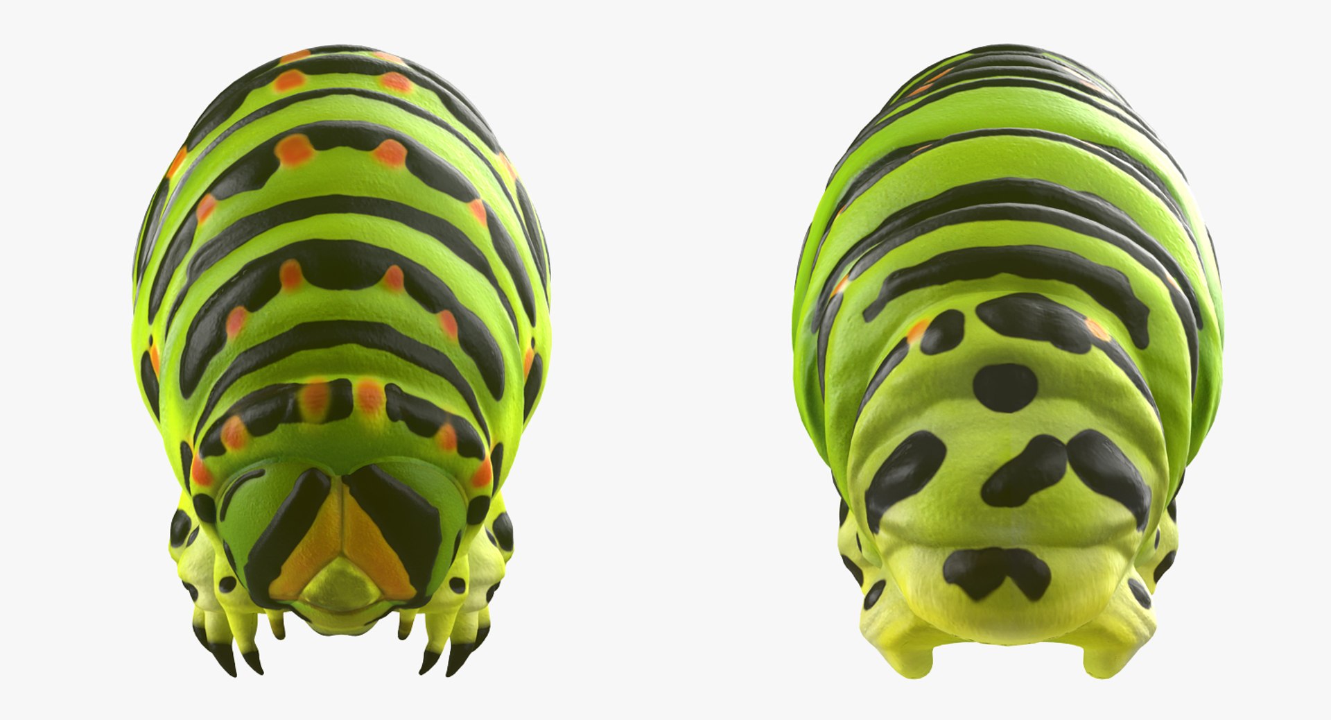 3D model Rigged Creeping Insects Collection 3 for Maya https://p.turbosquid.com/ts-thumb/iv/kprRms/hG/riggedcreepinginsectscollection3mb3dmodel085/jpg/1649709885/1920x1080/fit_q87/957059c42899bd7c80a96629ccd97aeca9cc26f7/riggedcreepinginsectscollection3mb3dmodel085.jpg