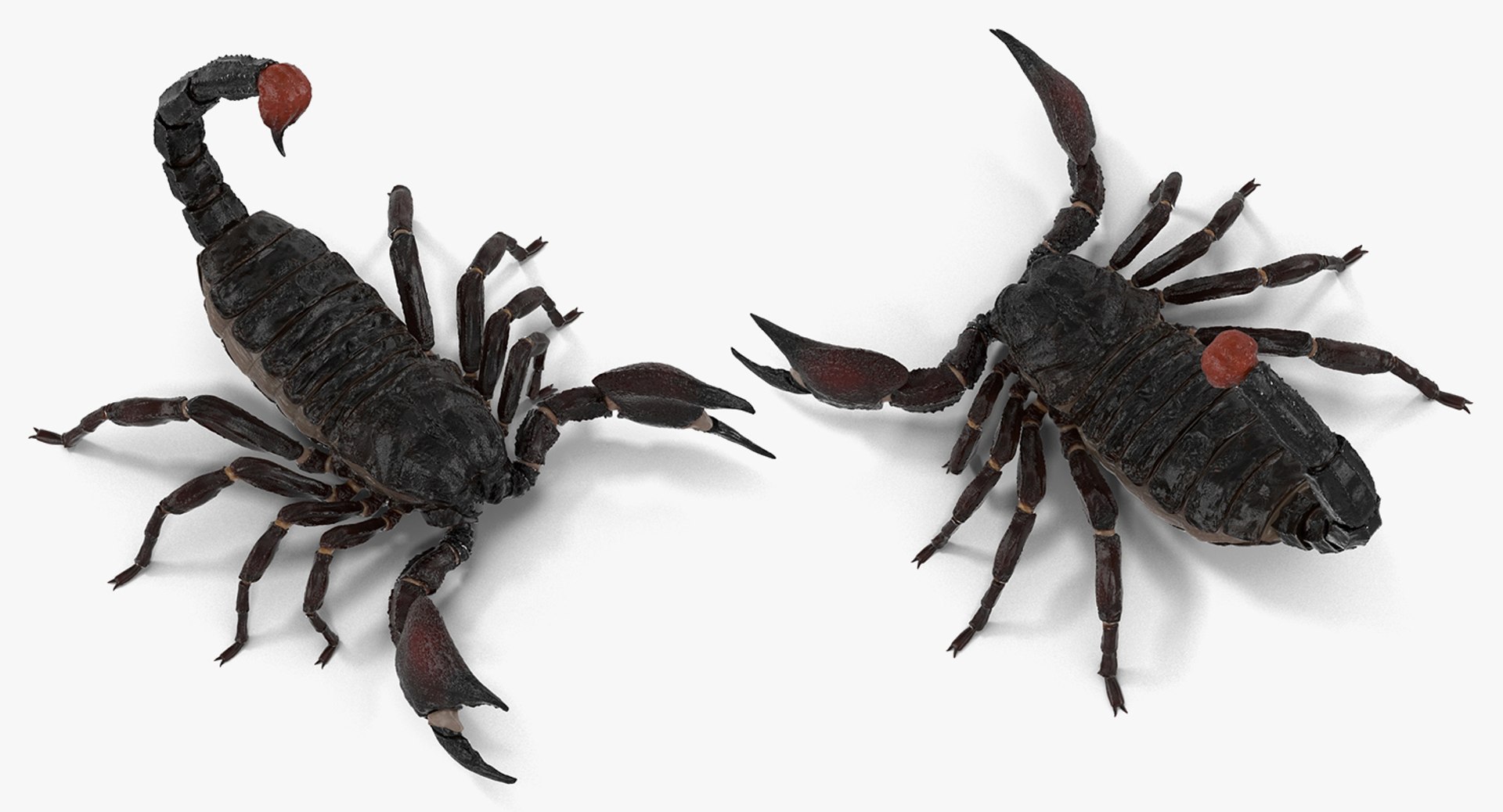 3D model Rigged Creeping Insects Collection 3 for Maya https://p.turbosquid.com/ts-thumb/iv/kprRms/ln/riggedcreepinginsectscollection3mb3dmodel024/jpg/1649709703/1920x1080/fit_q87/857f59221f4171280e885052037e02f4a51f9d50/riggedcreepinginsectscollection3mb3dmodel024.jpg