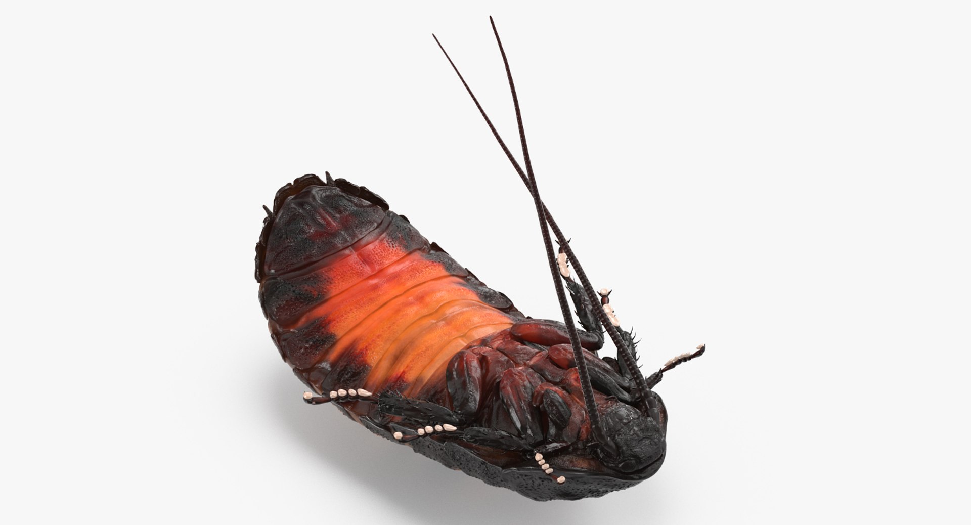 3D model Rigged Creeping Insects Collection 3 for Maya https://p.turbosquid.com/ts-thumb/iv/kprRms/rj/riggedcreepinginsectscollection3mb3dmodel096/jpg/1649709920/1920x1080/fit_q87/89e3f649537388bfa64ceb27b4aa6e130a934e39/riggedcreepinginsectscollection3mb3dmodel096.jpg