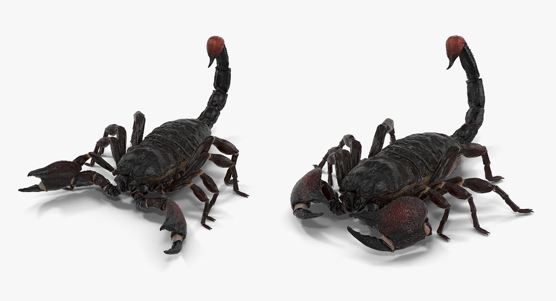 3D model Rigged Creeping Insects Collection 3 for Maya https://p.turbosquid.com/ts-thumb/iv/kprRms/x3/riggedcreepinginsectscollection3mb3dmodel026/jpg/1649709709/1920x1080/fit_q87/637f11da99039f399d0d1995112df6aed9dd07c0/riggedcreepinginsectscollection3mb3dmodel026.jpg