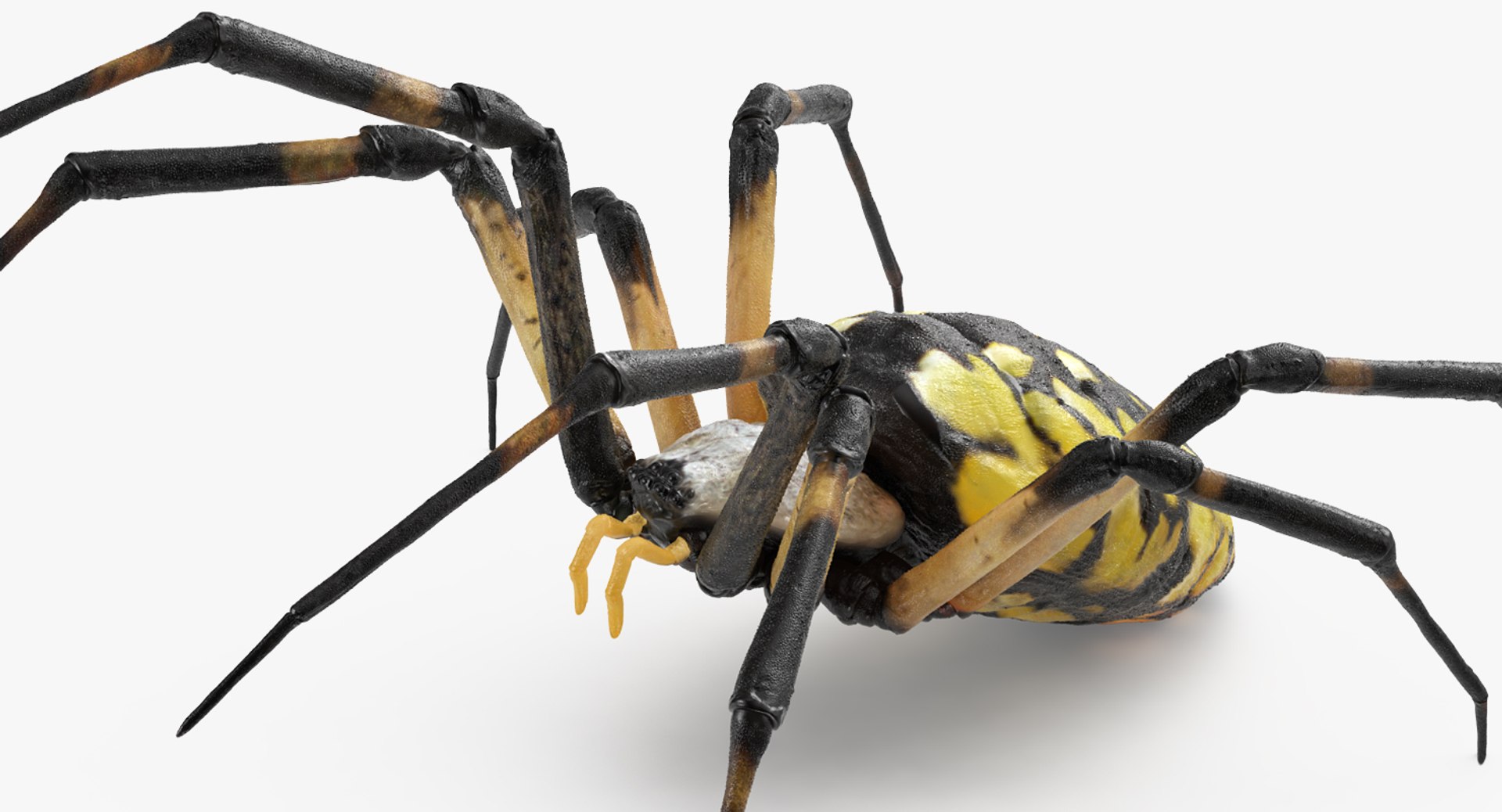 3D model Rigged Creeping Insects Collection 3 for Maya https://p.turbosquid.com/ts-thumb/iv/kprRms/z1/riggedcreepinginsectscollection3mb3dmodel067/jpg/1649709833/1920x1080/fit_q87/81709db396667f861fe292e529ed8d06ac4f669c/riggedcreepinginsectscollection3mb3dmodel067.jpg