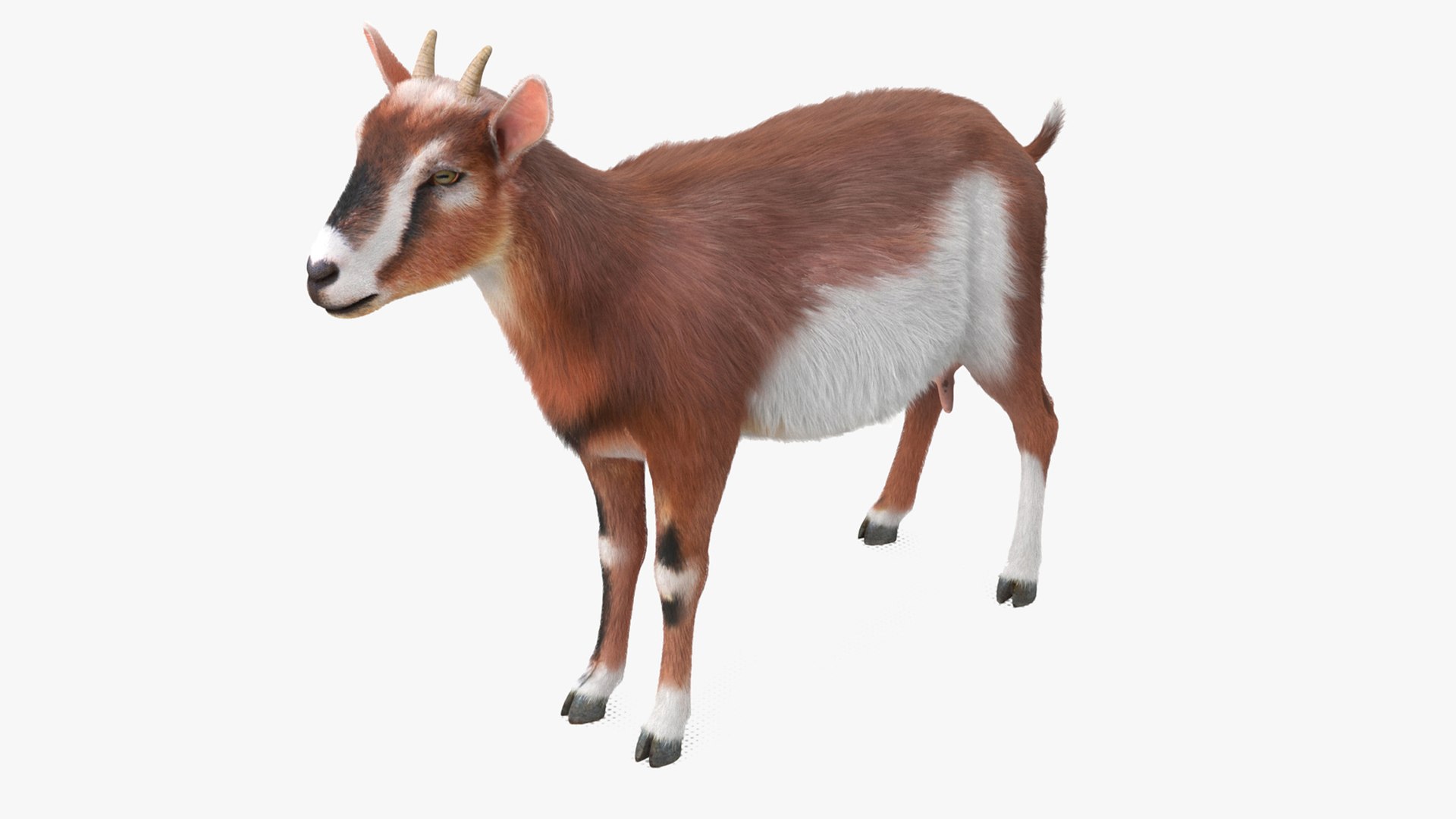 Dairy Goat Brown Rigged for Cinema 4D 3D model preview