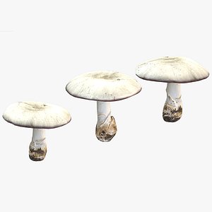 3D Agaricus Campestris Mushroom Low Poly
