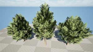 3D Low Poly White Willow Trees model