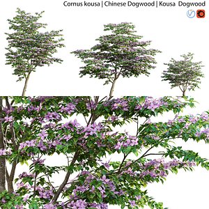 3D model Cornus kousa -Chinese Dogwood - Kousa Dogwood 02