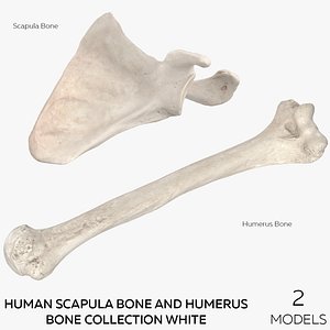 Human Scapula Bone and Humerus Bone Collection White - 2 models