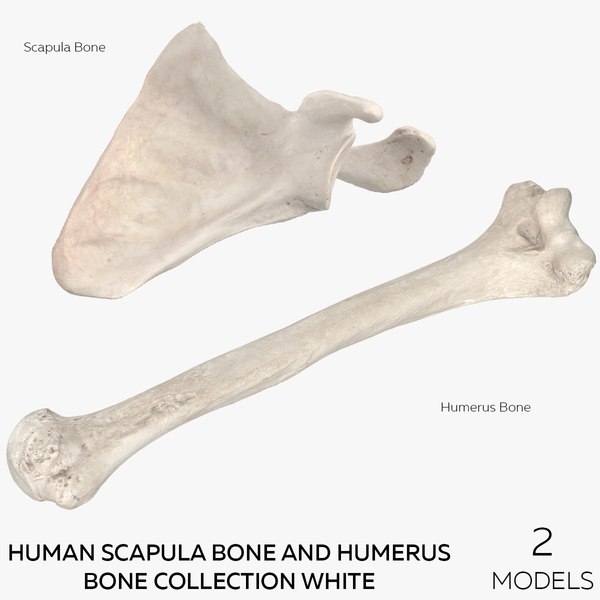 Humerus bone 3D model