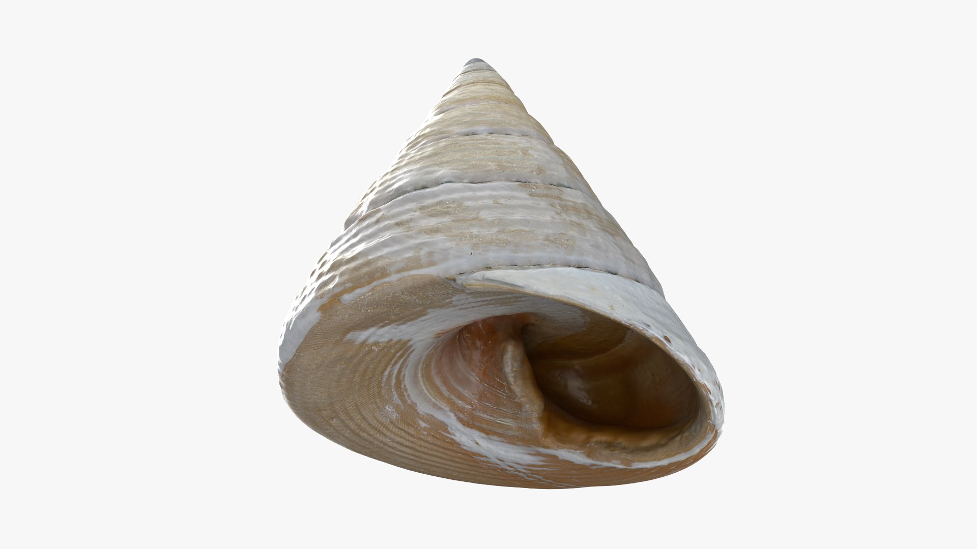 Conical Seashell Shell - 3D Scanned 3D model https://p.turbosquid.com/ts-thumb/iw/OHIBGR/BT/conicalpearl_0009/png/1783966156/1920x1080/fit_q87/6171c920a48916831ed29bcfb683c4383a42c0b7/conicalpearl_0009.jpg