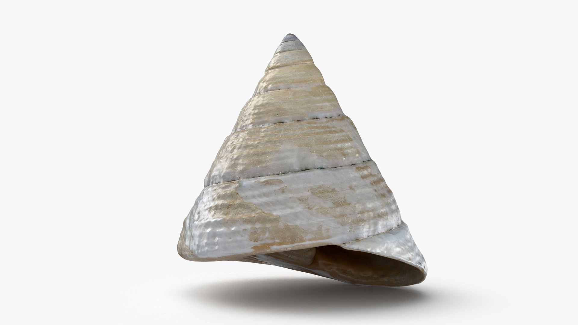 Conical Seashell Shell - 3D Scanned 3D model https://p.turbosquid.com/ts-thumb/iw/OHIBGR/BU/conicalpearl_0002/png/1783966160/1920x1080/fit_q87/3d6a4d2bf5d64bacbeeb7d8971b31dc0f98b3d7f/conicalpearl_0002.jpg