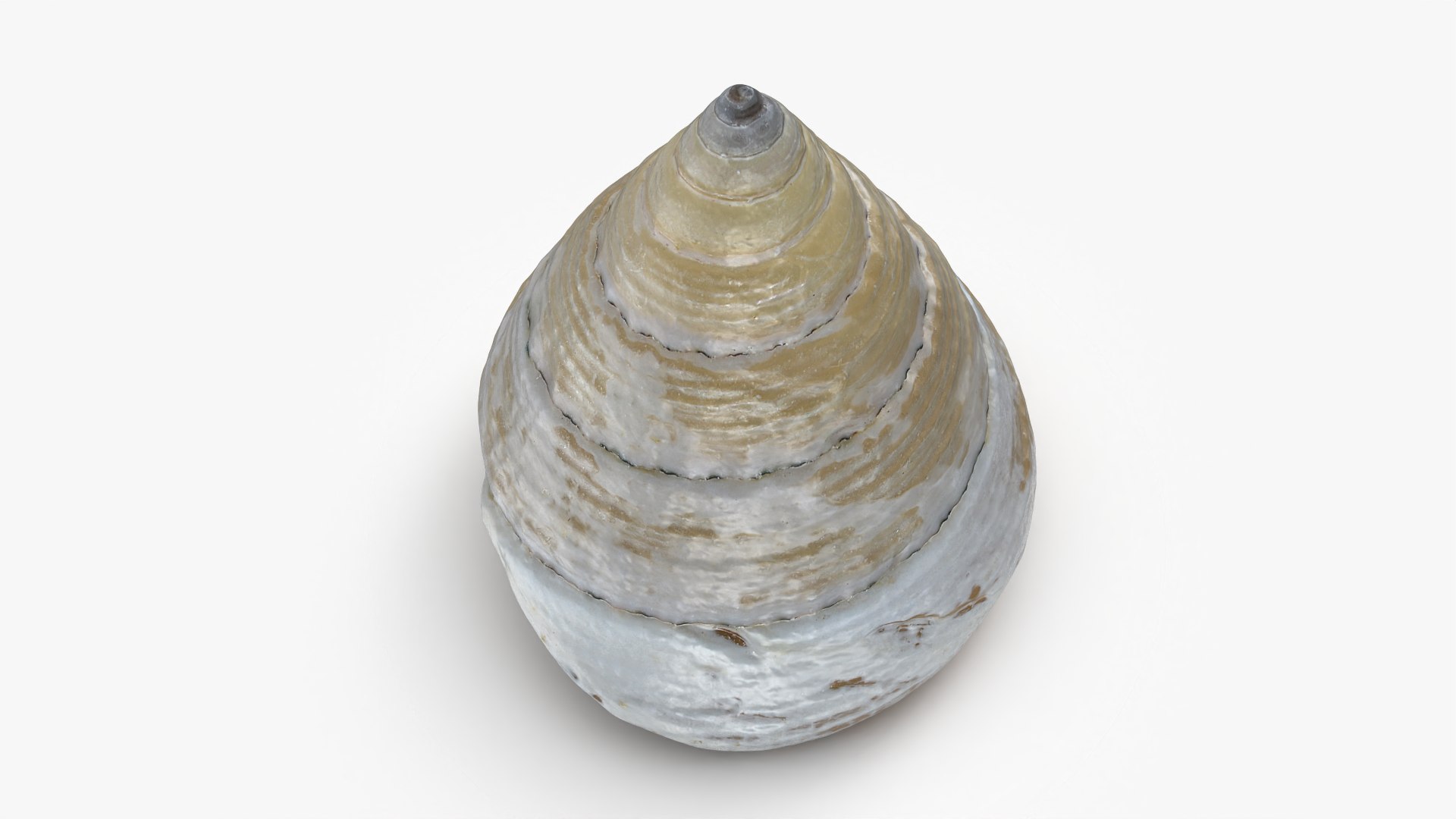 Conical Seashell Shell - 3D Scanned 3D model https://p.turbosquid.com/ts-thumb/iw/OHIBGR/EB/conicalpearl_0008/png/1783966154/1920x1080/fit_q87/6ec6d773de4bf4d130c9b9ed6837bfbc3ac885f3/conicalpearl_0008.jpg