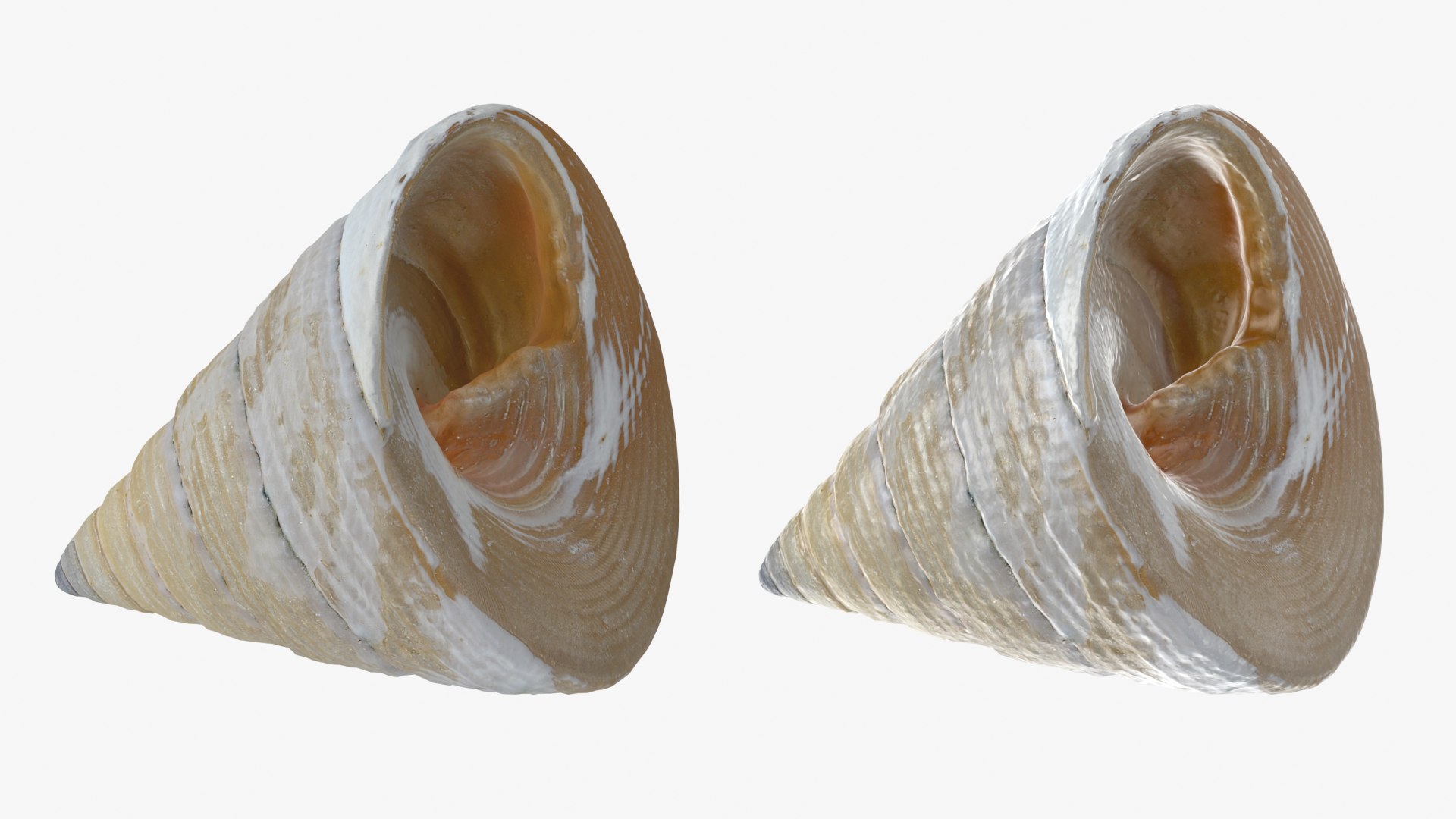 Conical Seashell Shell - 3D Scanned 3D model https://p.turbosquid.com/ts-thumb/iw/OHIBGR/M6/conicalpearl_0001b/png/1783966127/1920x1080/fit_q87/58085b23f498361f7ce3365321ce7aec720b43d8/conicalpearl_0001b.jpg