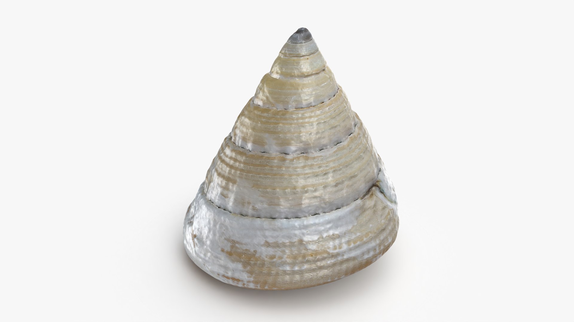 Conical Seashell Shell - 3D Scanned 3D model https://p.turbosquid.com/ts-thumb/iw/OHIBGR/MT/conicalpearl_0004/png/1783966142/1920x1080/fit_q87/fb7c155ed3848f1f0b227099f2189abac8557251/conicalpearl_0004.jpg