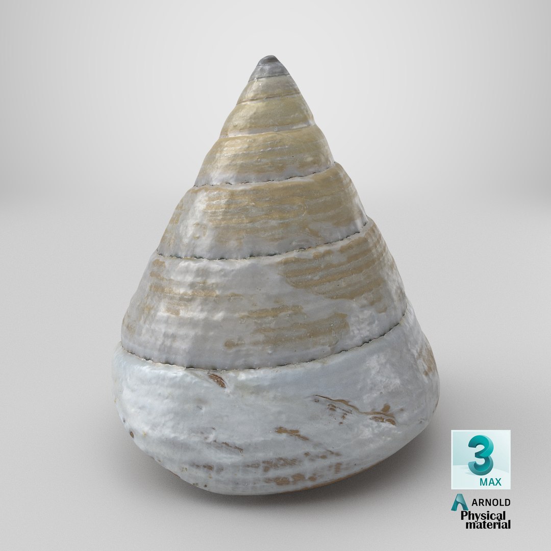 Conical Seashell Shell - 3D Scanned 3D model https://p.turbosquid.com/ts-thumb/iw/OHIBGR/PB/stemcell_max_physical_render/png/1784903181/1920x1080/fit_q87/df7c1360751b463392e3c549beacc5f3d24b62bd/stemcell_max_physical_render.jpg