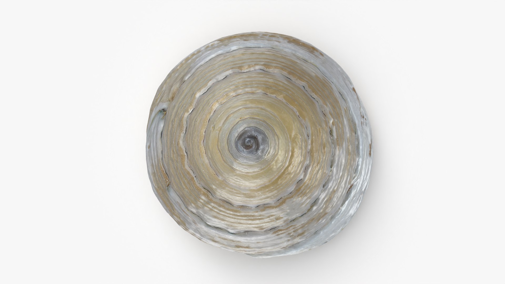 Conical Seashell Shell - 3D Scanned 3D model https://p.turbosquid.com/ts-thumb/iw/OHIBGR/QP/conicalpearl_0007/png/1783966154/1920x1080/fit_q87/863f753e176be04ed68d7e06f2fd1e1bf3d04601/conicalpearl_0007.jpg