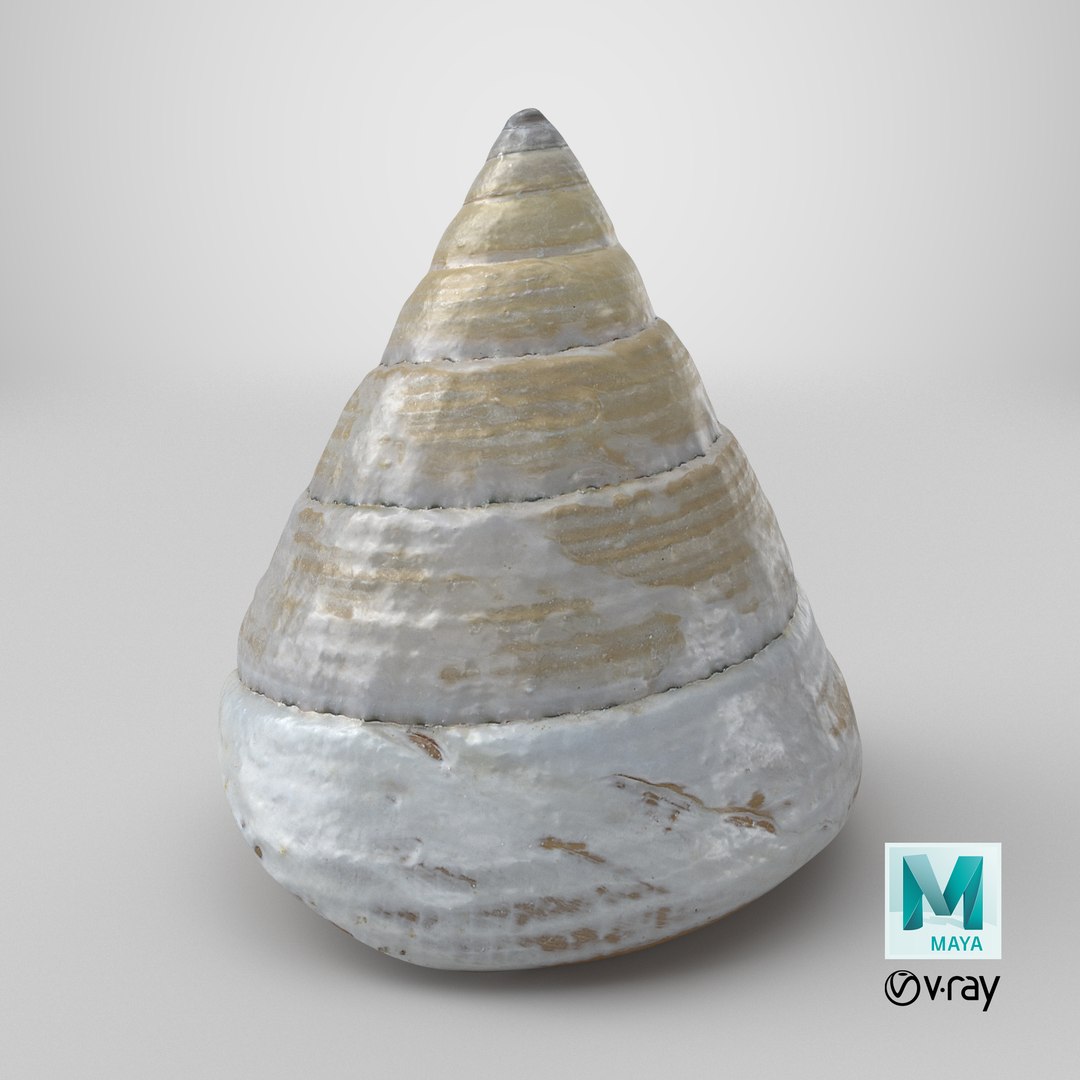 Conical Seashell Shell - 3D Scanned 3D model https://p.turbosquid.com/ts-thumb/iw/OHIBGR/Um/stemcell_maya_vray_render/png/1784903172/1920x1080/fit_q87/3c72a20d36fdf7366c366ef502a5607ac34e57f2/stemcell_maya_vray_render.jpg