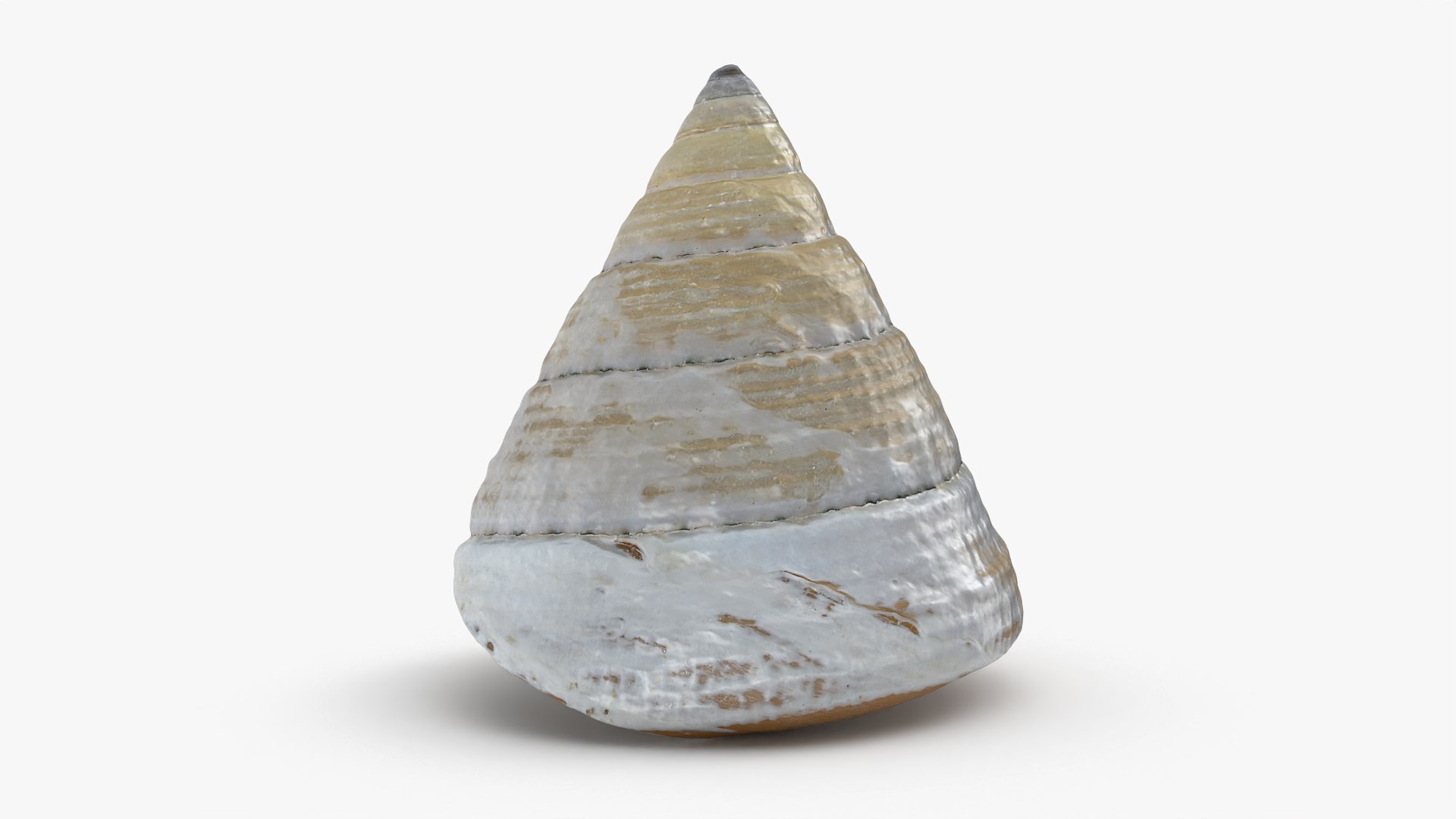 Conical Seashell Shell - 3D Scanned 3D model https://p.turbosquid.com/ts-thumb/iw/OHIBGR/Vk/conicalpearl_0005/png/1783966142/1920x1080/fit_q87/0f87f34a640732423a000c0e06085408aeea1a97/conicalpearl_0005.jpg