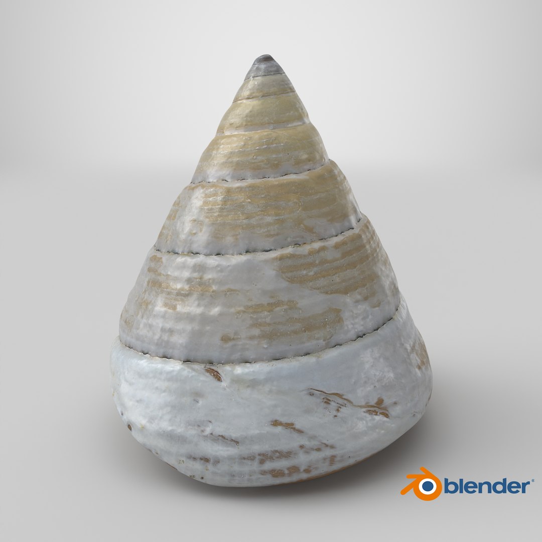 Conical Seashell Shell - 3D Scanned 3D model https://p.turbosquid.com/ts-thumb/iw/OHIBGR/Vo/stemcell_blender_cycles_render/png/1784903168/1920x1080/fit_q87/c707c48c979f9a0302e43e24c7398e9fdc25327d/stemcell_blender_cycles_render.jpg