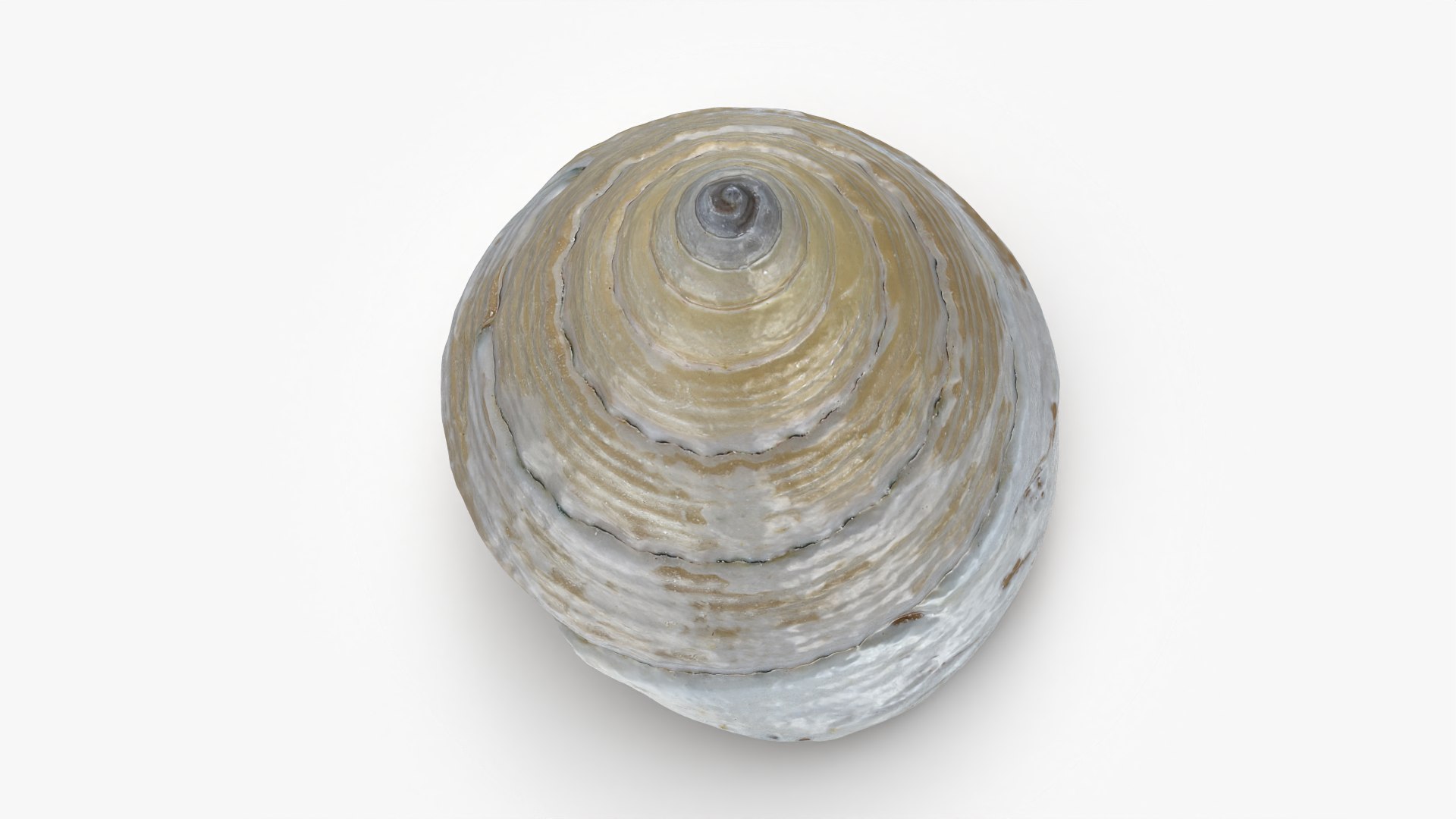 Conical Seashell Shell - 3D Scanned 3D model https://p.turbosquid.com/ts-thumb/iw/OHIBGR/Wn/conicalpearl_0003/png/1783966137/1920x1080/fit_q87/f0d4aa2484ff2de87922bb00cf06be5deb1a8edc/conicalpearl_0003.jpg