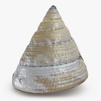Conical Seashell Shell - 3D Scanned