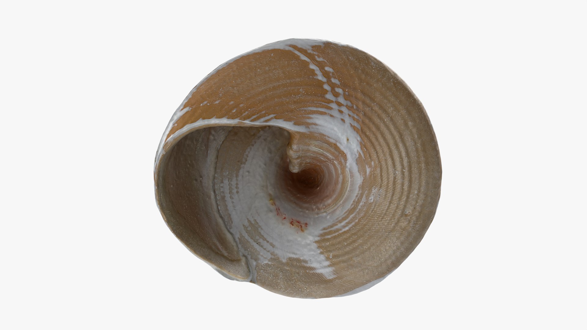 Conical Seashell Shell - 3D Scanned 3D model https://p.turbosquid.com/ts-thumb/iw/OHIBGR/xM/conicalpearl_0010/png/1783966160/1920x1080/fit_q87/de5fb5b6bffdef850a83e0944a0f49b9804c9436/conicalpearl_0010.jpg