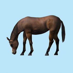 horse