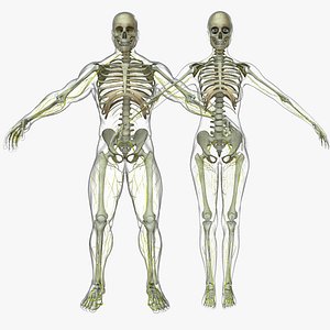 Nervous System Male / Female Combo