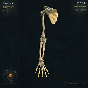 Upper Appendicular Skeleton (Rigged)