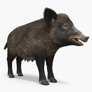 3D Wild Boar Female Fur