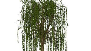 3D model willow tree