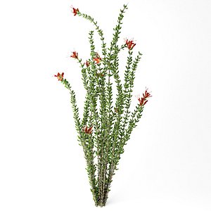 ocotillo plant model