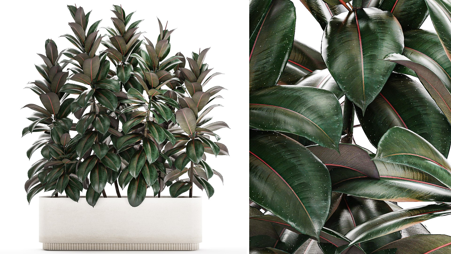 Beautiful Plants Bush Ficus Elasticas 1355 3D Model - TurboSquid 2097600