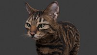 Realistic Tabby Domestic Cat