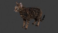 Realistic Tabby Domestic Cat