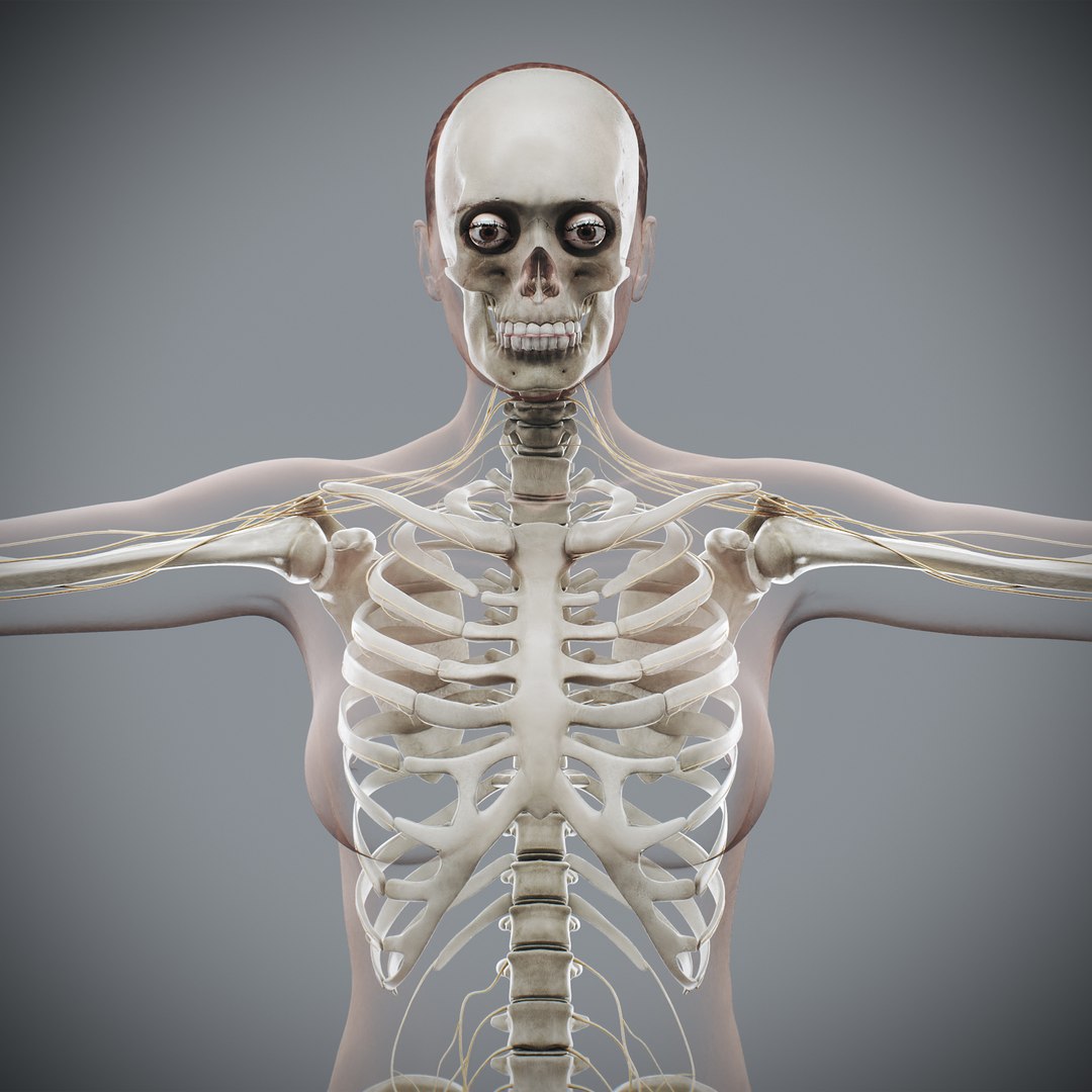 3d https://p.turbosquid.com/ts-thumb/ix/DEmZHd/0I/humanmaleandfemalecompleteanatomy06/jpg/1748534750/1920x1080/fit_q87/b92a7af95ef486cb90ea759eb7a70c56799dc7b1/humanmaleandfemalecompleteanatomy06.jpg