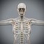 Human Male  Female Complete Anatomy
